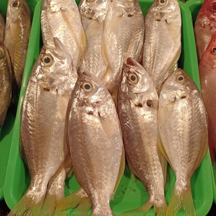 Gambar ikan kapas kapas / lemmak lemmak segar dari IKAN BASAH RIZAL undefined Tokopedia