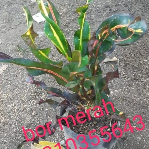 Gambar bibit tanaman hias binga puring bor merah dari yumee garden undefined Tokopedia