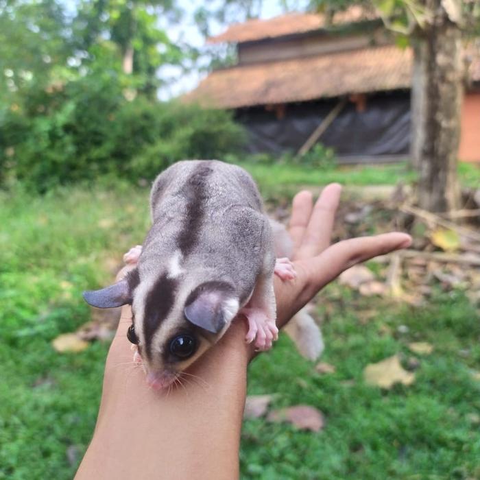 Gambar sugar glider dari mars pet planet shop purwokerto undefined Tokopedia
