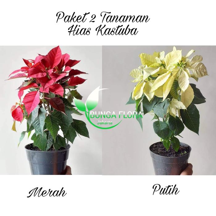 Jual Tanaman Hias Kastuba Merah Putih Jakarta Utara Bunga Flora Tokopedia