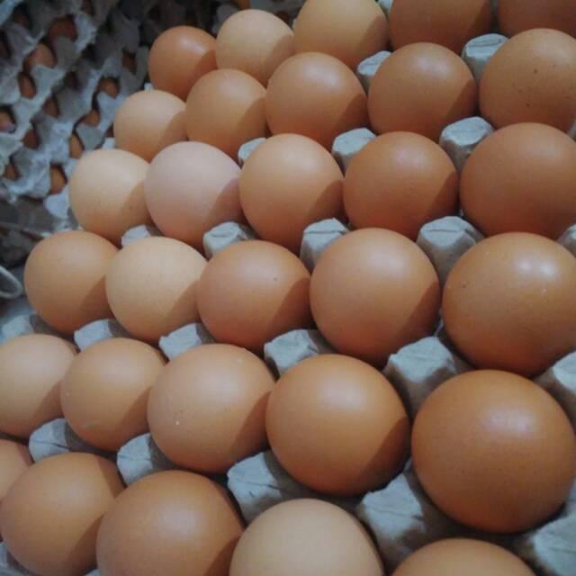 Jual Telur Ayam Negeri Kg Kab Bekasi Joana Shop Jual Telur Ayam Negeri Kg Kab Bekasi Joana Shop
