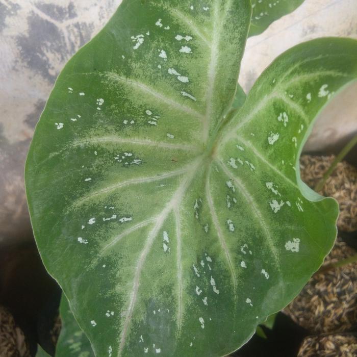 Gambar tanaman taro cloud(keladi awan) dari Mala Taman. undefined Tokopedia