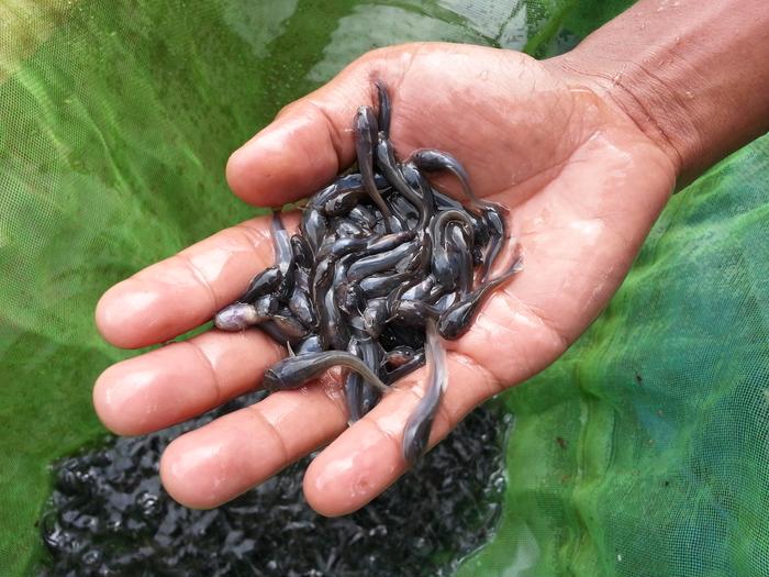 Gambar Benih Ikan Lele Sangkuriang dari Bungapadma Fish undefined Tokopedia