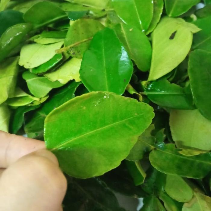 Gambar Daun Jeruk Purut Segar dari Toko Nayya Suplier undefined Tokopedia
