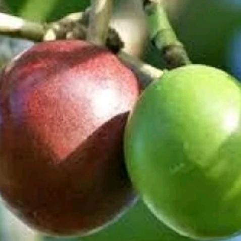 Gambar buah simpalak Bintaro pengusir tikus alami dari obatalamiah undefined Tokopedia