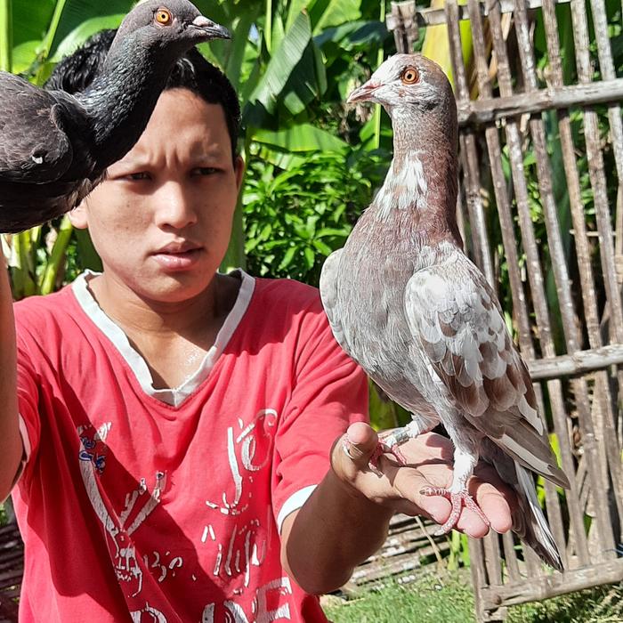 Gambar ppmbsi (merpati balap blorok) trah: JKLM x BIOSS dari suliwa bird farm undefined Tokopedia