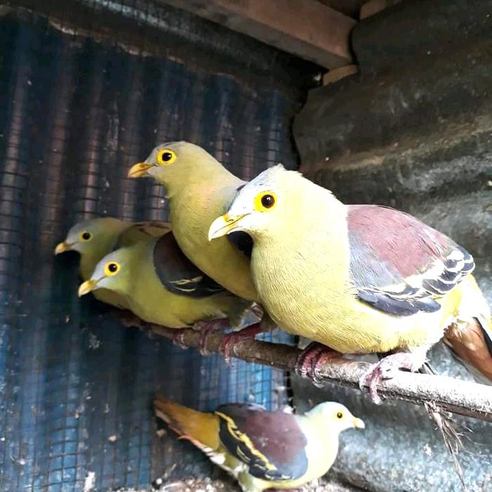 Jual burung punai - Kota Makassar - anugrahkepiting | Tokopedia