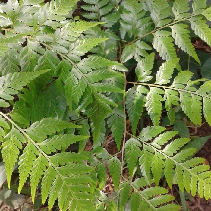 Gambar Daun paku daun pakis ( Pteridophyta ) 250 gram ditambah bonus dari RahmatPenjual73 undefined Tokopedia