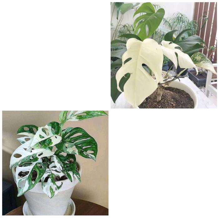 Jual Paket Murah 2 Produk Bonggol Janda Bolong Varigata Dan Monstera Albino Kab Jember Syahputra 1 