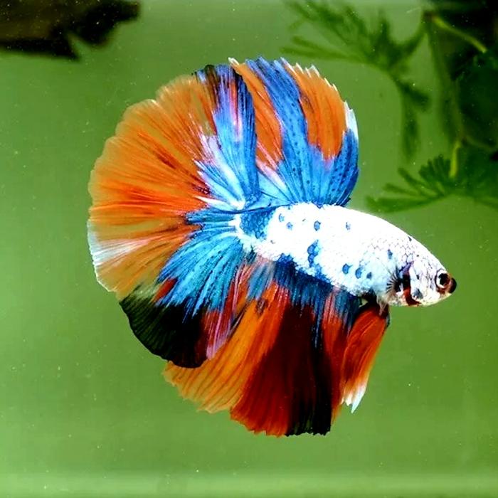 Gambar ikan cupang halfmoon import langsung thailand dari BETTA71 undefined Tokopedia