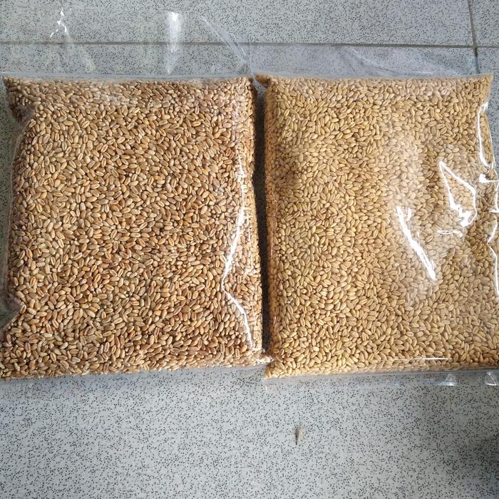 Gambar Catgrass Wheatgrass Benih Gandum Utuh 1 kilogram - Kuning dari Vatonee undefined Tokopedia