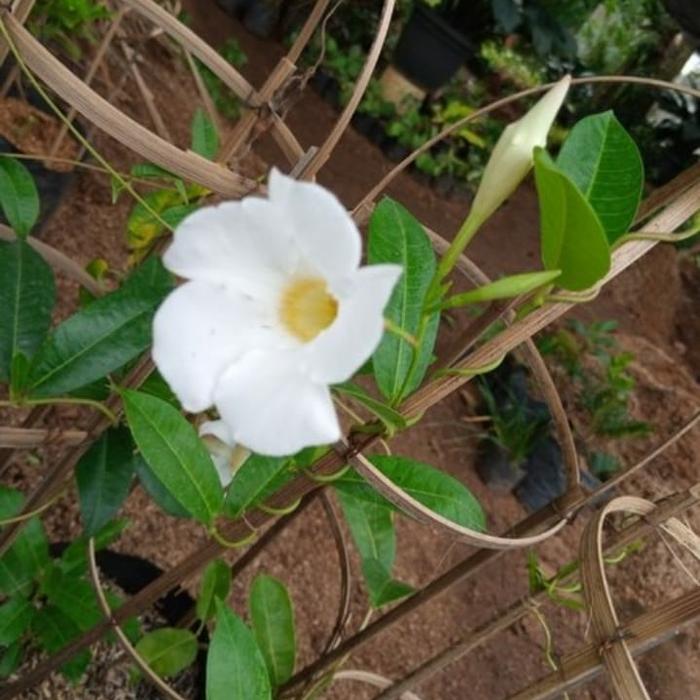 Gambar tanaman alamanda mera/tanaman rembet/bunga/hias/taman/merambat - Putih dari kayla flora undefined Tokopedia