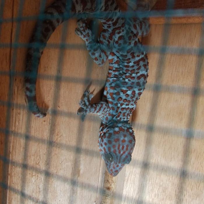 Gambar Tokek ukuran 40cm dari Bayu Reptil undefined Tokopedia