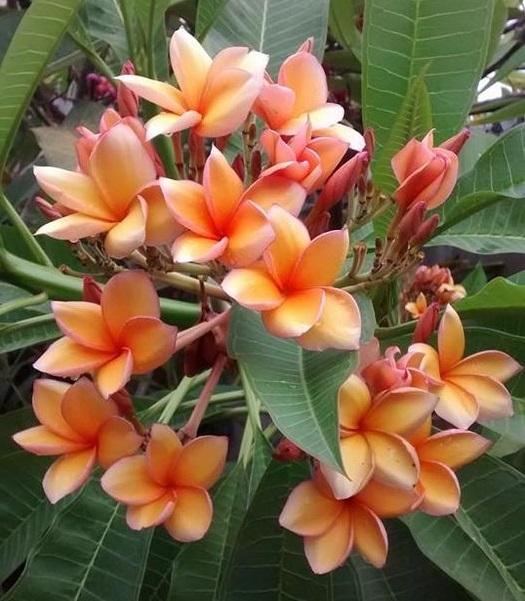 Jual Tanaman Pohon Plumeria Pohon Kamboja Bali Cendana Emas