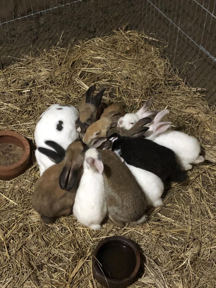 Gambar Kelinci lokal umur 2 bulan dari Rimboel Rabbits Shop undefined Tokopedia