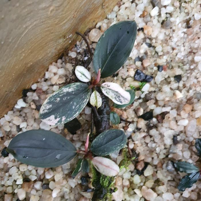Bucephalandra sp. Pipto Variegata 新種 水上葉 新しい