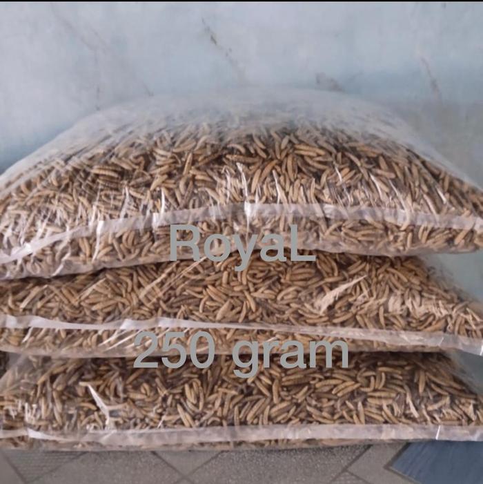 Gambar Maggot bsf kering oven 250 gr pakan koi burung reptile dari Royal1899 undefined Tokopedia