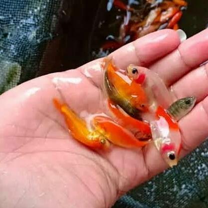 Gambar pakan ikan arwana makanan predator ikan mas dari Sha arwana undefined Tokopedia