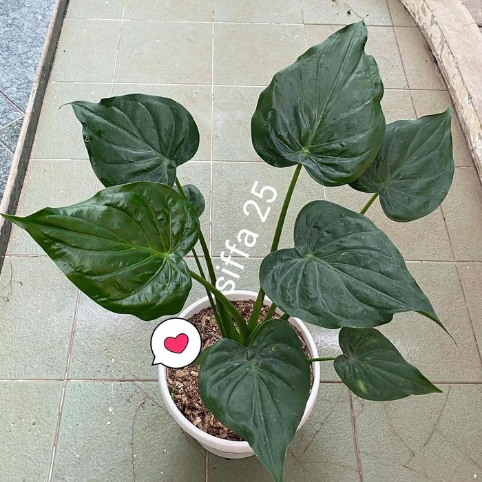 Gambar tanaman hias alocasia cuculata dari Abizar bacil undefined Tokopedia