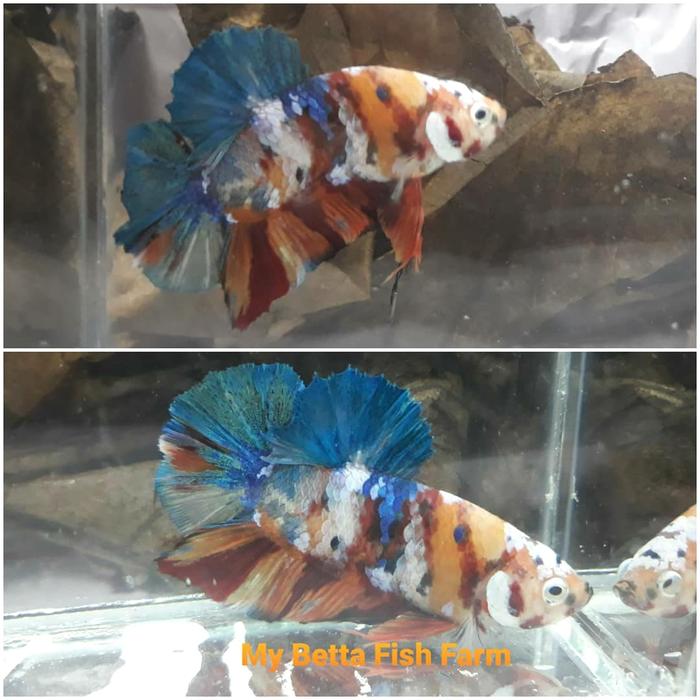 Gambar cupang nemo giant galaxy dari My Betta Fish Farm undefined Tokopedia
