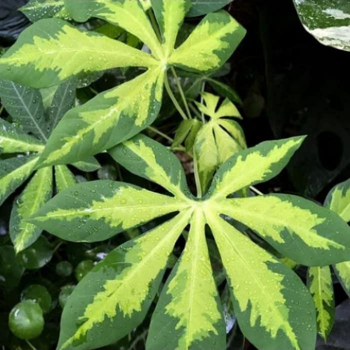 Gambar tanaman hias singkong variegata/bibit singkong dari Zena Plant Shop undefined Tokopedia