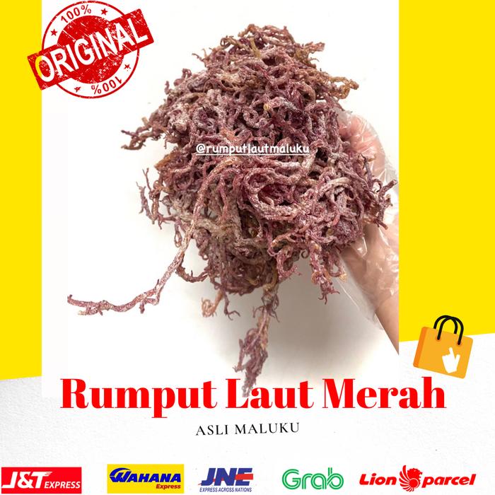 Gambar 500 gr RUMPUT LAUT KERING MERAH (Eucheuma cottonii) dari Rumputlautmaluku undefined Tokopedia