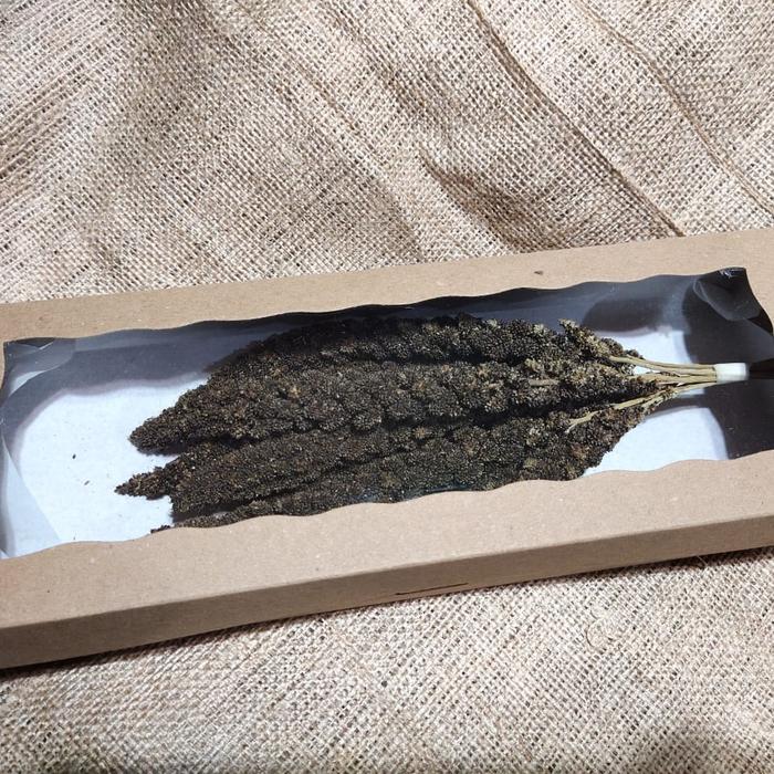 Gambar Jewawut tangkai hitamanis black millet spray pakan burung kunyit hitam dari Lembang Birds Shop undefined Tokopedia