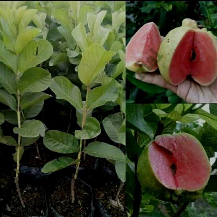 Gambar Bibit jambu kristal merah tanpa biji-seedless dari BANGKOBAR SEED undefined Tokopedia
