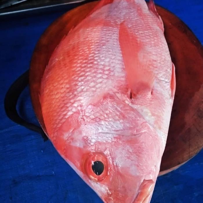 Gambar IKAN SEGAR KAKAP PUTIH/MERAH 1KG - Putih dari KIOS SERBA SEGAR undefined 4 Tokopedia