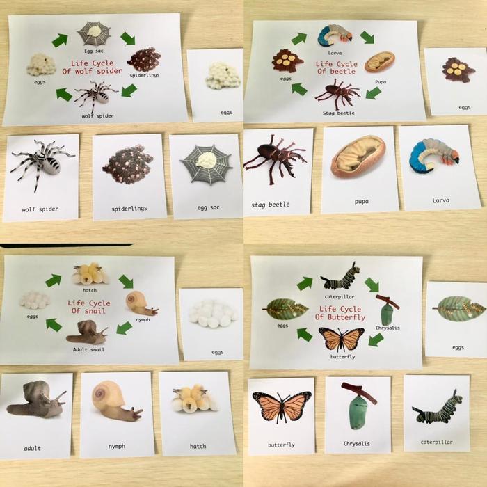 Gambar mainan edukasi animal life cycle figure mainan unik dan lucu bagus - kartu dari VJKids undefined Tokopedia