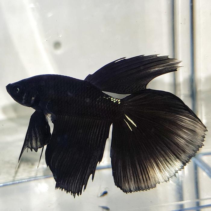 Gambar ikan cupang halfmoon super black dari Sultan Cyber undefined Tokopedia