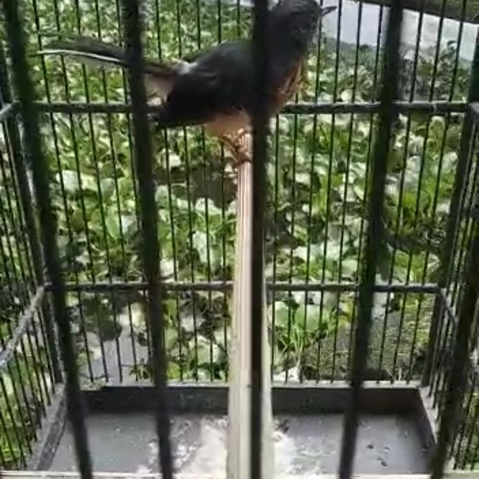 Gambar Burung murai batu F4 trotol - #1 dari AHZ-Bird-Farm undefined Tokopedia