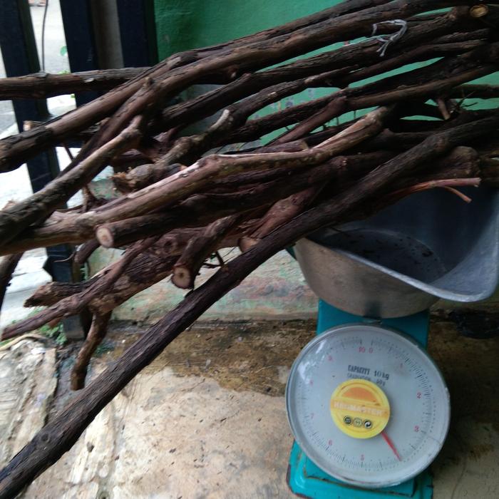 Gambar Rootstock Anggur Isabella dari Forsythia Farm undefined Tokopedia