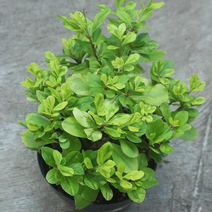 Gambar Tanaman Ginseng Jawa dari Nayara plants undefined Tokopedia