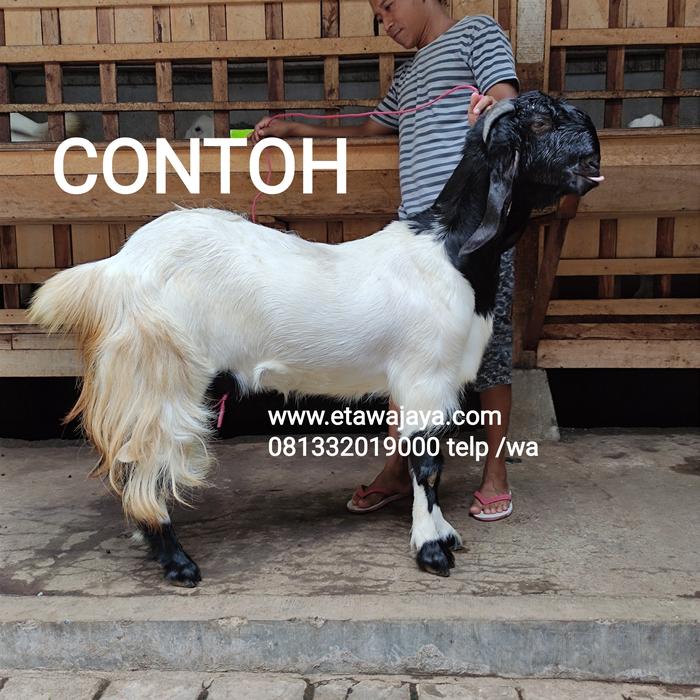 Gambar Kambing Etawa Betina Super tinggi 65-85 cm - Kaligesing, 75cm dari Peternakan Etawa Jaya undefined Tokopedia