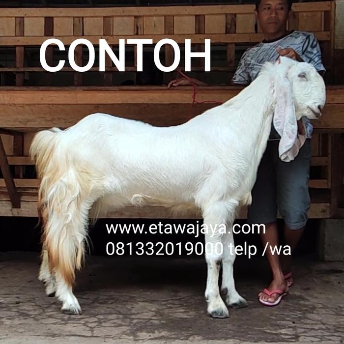 Gambar Kambing Etawa Betina Super tinggi 65-85 cm - Senduro, 85cm dari Peternakan Etawa Jaya undefined Tokopedia