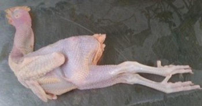 Gambar Ayam Kampung utuh dari Pasar Blimbing Malang undefined Tokopedia