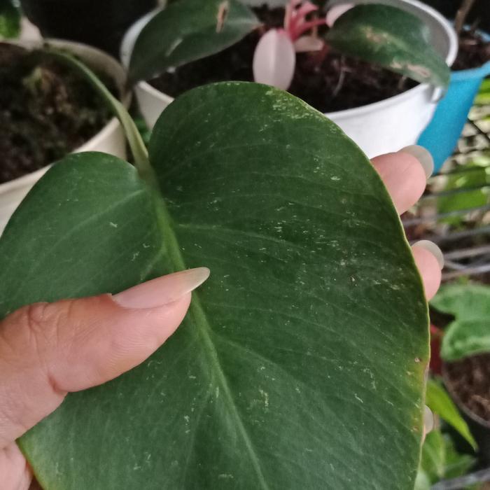 Gambar Monstera Variegata 2 dari Semarang Hijau Daun undefined Tokopedia