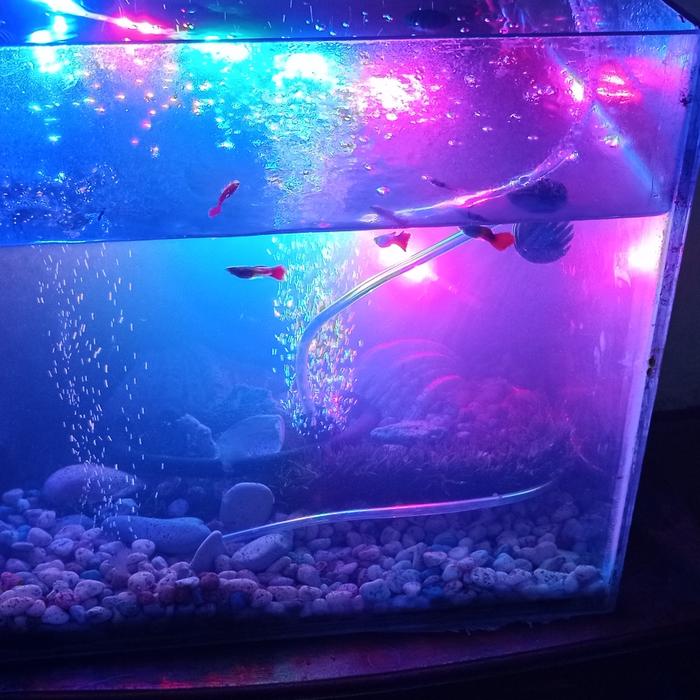Gambar sepaket aquarium beserta isinya dan soliter ikan cupang - 40 x 40 dari ical betta undefined Tokopedia