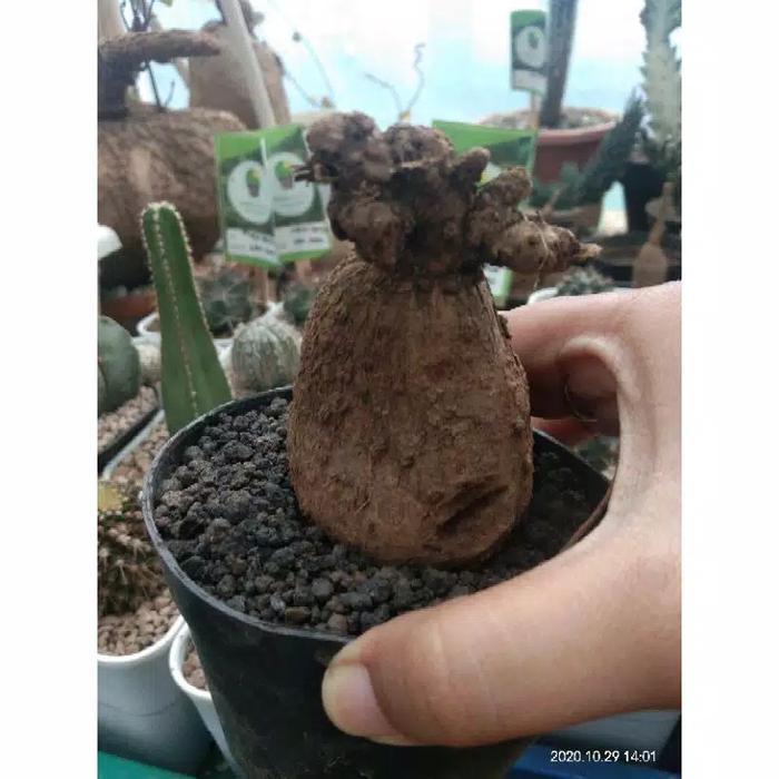 Gambar Tanaman Hias Stephania Venosa Caudex - Tipe 1 dari Eenkshop undefined Tokopedia