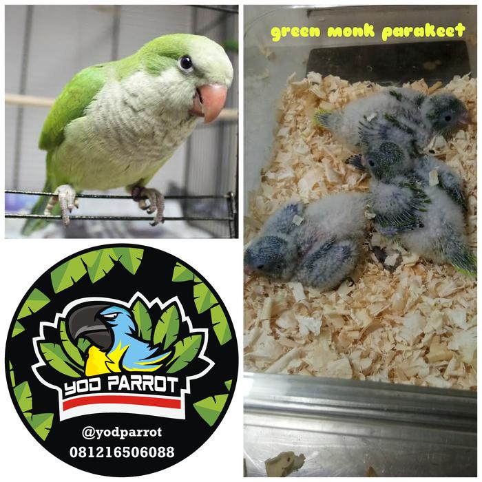 Gambar green monk burung dari Yod Parrot undefined Tokopedia