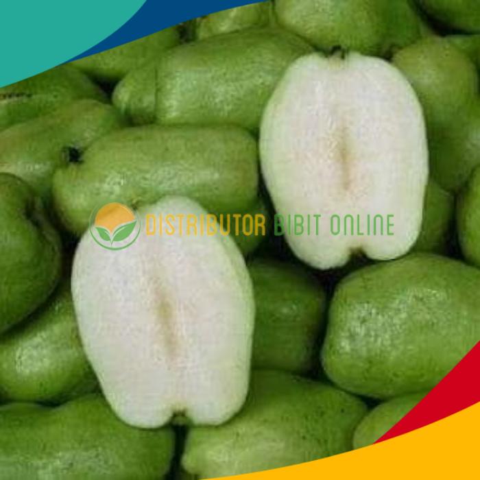 Gambar Bibit Tanaman Jambu Biji Farang THAILAND Non Biji dari Distributor Bibit Online undefined Tokopedia