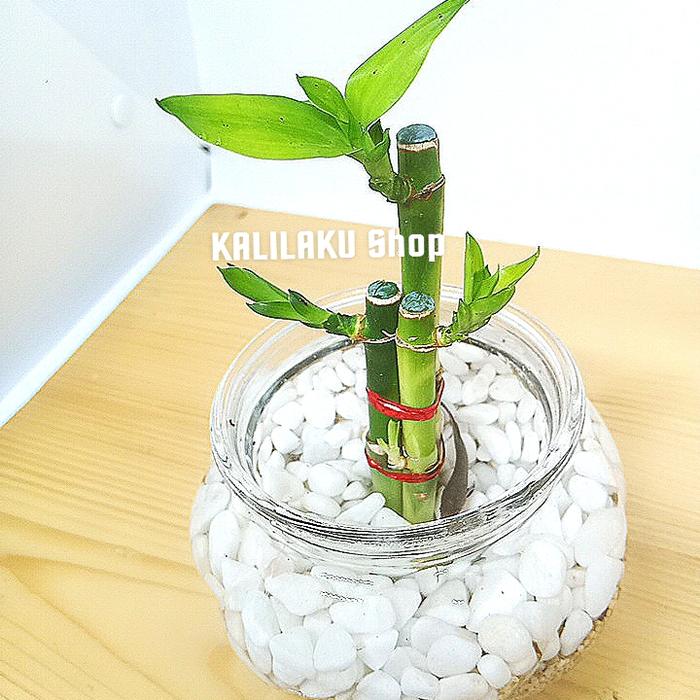 Jual Tanaman Aquarium Aquascape Bambu Hoki Cupang Ikan Hias Kab Bogor Kalilaku Shop Tokopedia