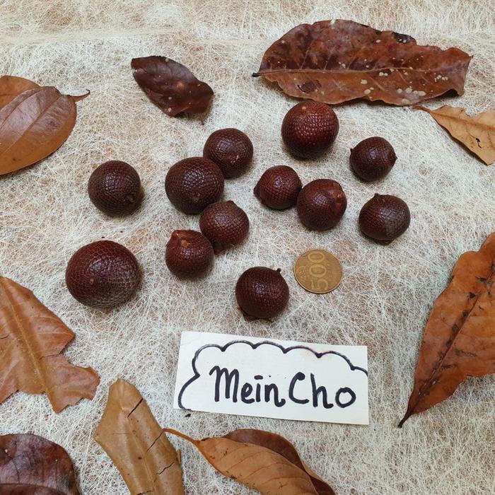 Gambar Kolase Biji Rotan Buah Rotan Lonjong Bulat Drini Salak (5-10 biji) - Salakan 5biji dari MeinCho undefined Tokopedia