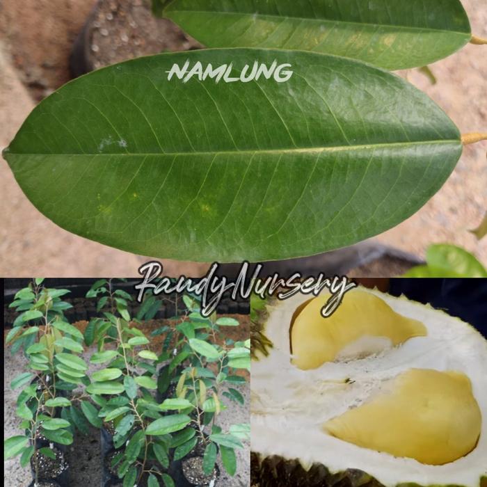 Gambar bibit durian namlung/cumasi dan super tembaga - Namlumg dari RandyNursery undefined Tokopedia