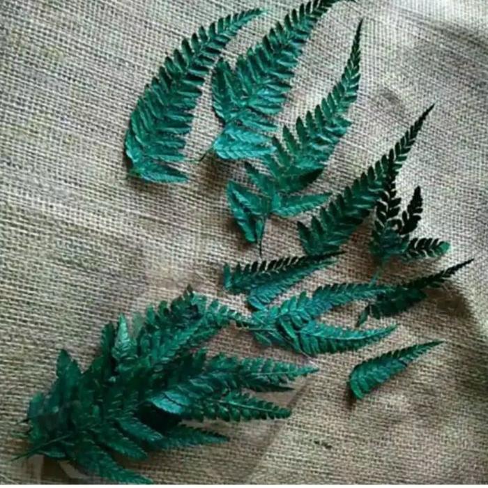 Gambar DAUN PAKIS KERING DAUN PAKU KERING HIASAN MAHAR RUSTIK RUSTIC - Hijau dari Sucis Craft undefined Tokopedia
