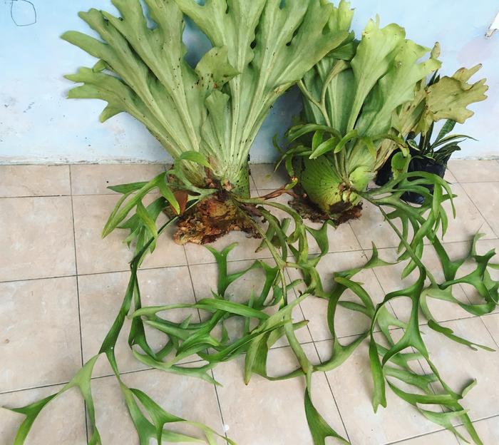 Jual Tanduk Rusa Platycerium Coronarium Kab Tabalong Spesiesanggrek Tokopedia