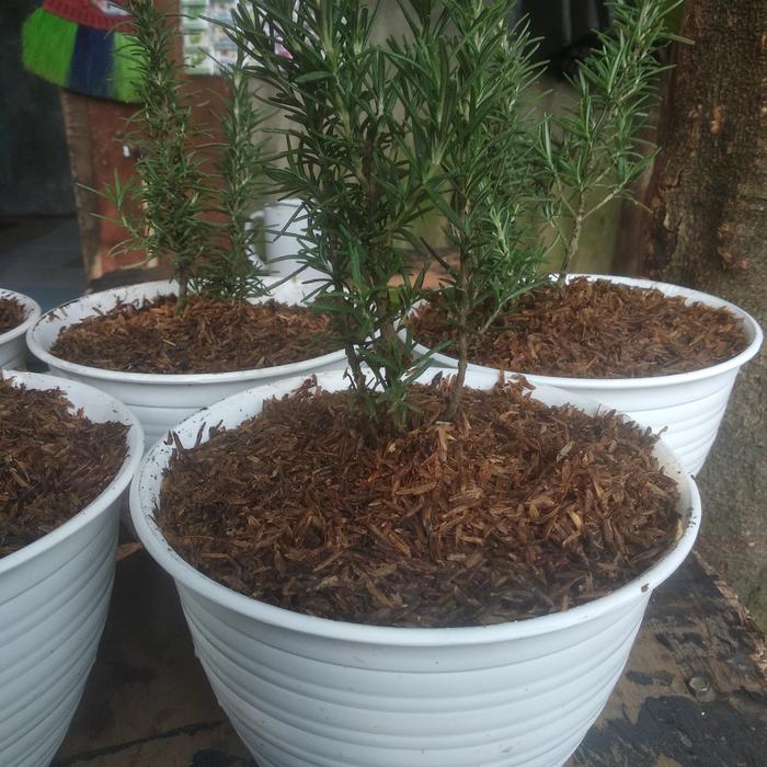 Gambar Tanaman anti nyamuk rosemary + pot tawon dari Sanggar wisteria landscape undefined Tokopedia