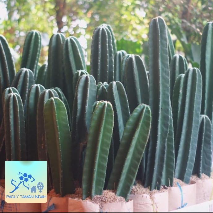 Gambar TANAMAN KAKTUS HIAS / KAKTUS INDAH dari CV. Mitra Garden Professional undefined Tokopedia