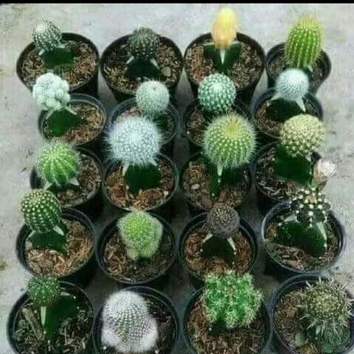Jual Tanaman Kaktus Mini 6 9 Bulan Jakarta Utara Fahri Decoration Tokopedia